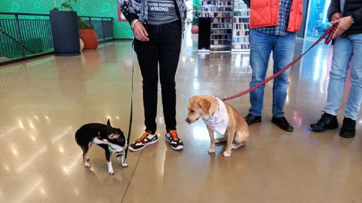 Pachuqueños ya pueden ir con sus perrihijos a restaurantes y centro comercial