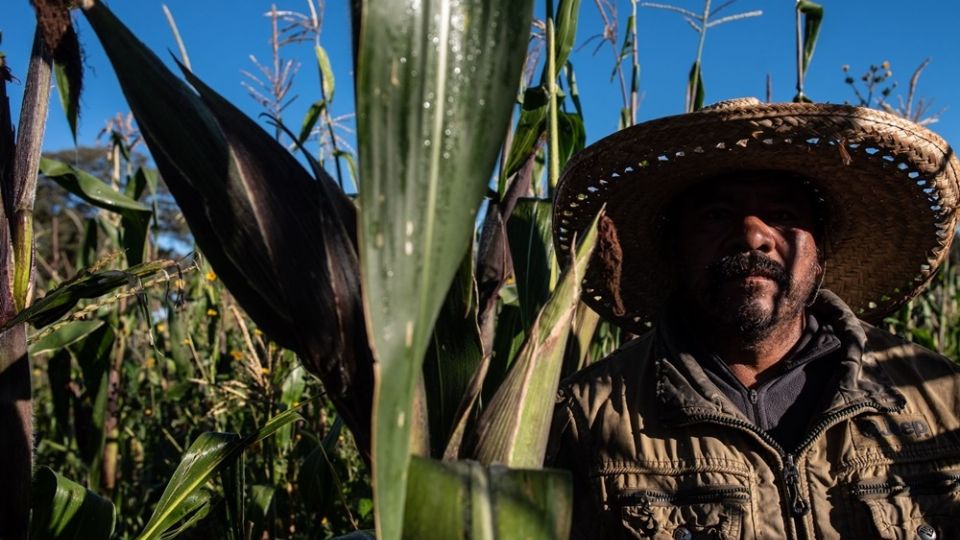 En la convocatoria no existen gestores, porque la principal intención de este programa de apoyo a pequeños productores de maíz blanco es que lo reciban de manera directa