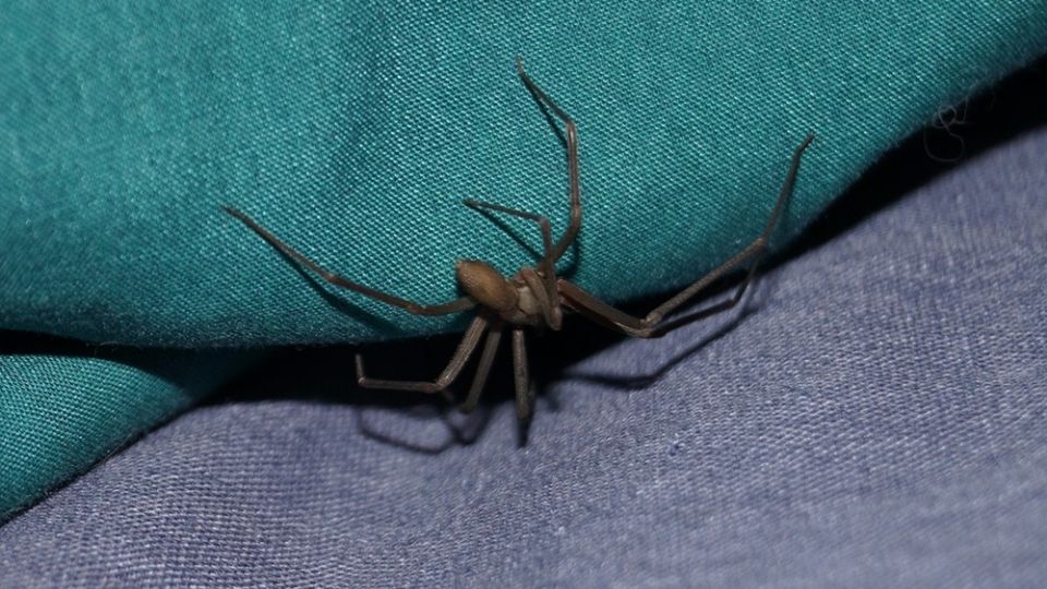 Una clínica en Reynosa ofrecía a la familia del infante el antídoto contra el veneno de la araña; sin embargo, se lo vendían en más de 30,000 pesos