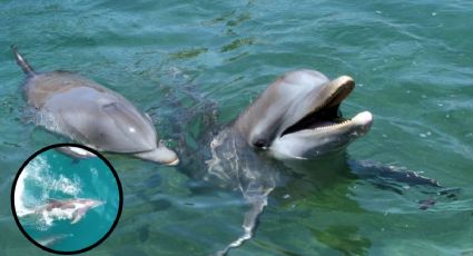 VIDEO: Graban a 3 delfines jugando en aguas del río de Tuxpan