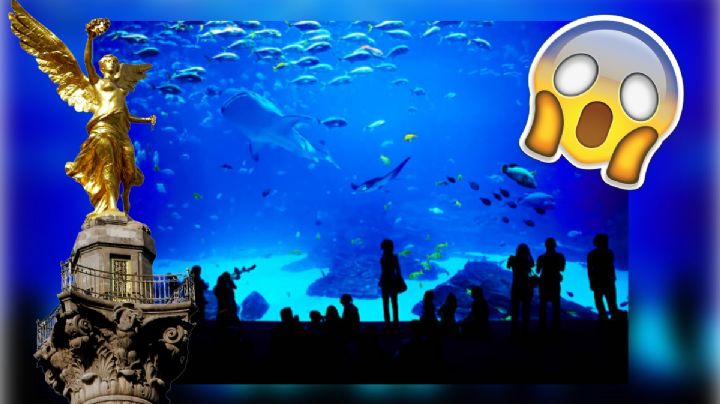 ¿Cuándo es la apertura del acuario más grande de Latinoamérica dentro de la plaza Parque Tepeyac?