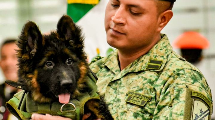 Perro Proteo: Turquía obsequia lomito de búsqueda a México