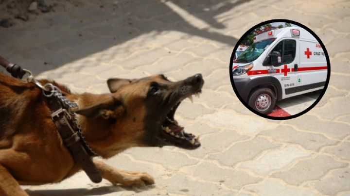 Tragedia en Veracruz: Perro ataca y mata a niño de 1 año en Paso de Ovejas