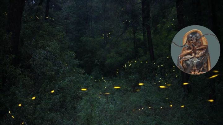 Descubren 7 nuevas especies de luciérnagas en Guanajuato