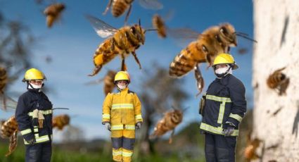 Bomberos de Hidalgo se suman al cuidado de abejas, reubican enjambres en vez de eliminarlos