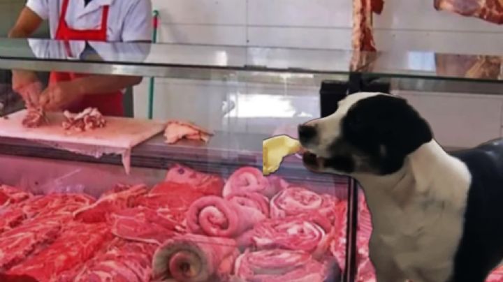 Lomito roba en carnicería de Huejutla y con cuchillo le rompen una pata | VIRAL