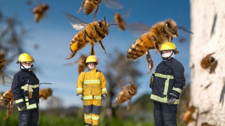 Bomberos de Hidalgo se suman al cuidado de abejas, reubican enjambres en vez de eliminarlos