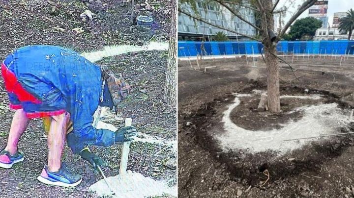 VIDEO: Detienen a hombre por intento de dañar el nuevo ahuehuete en Paseo de la Reforma