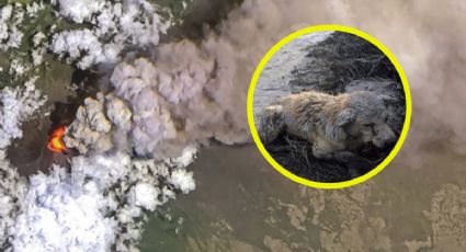 Popocatépetl: Los 6 tips para cuidar a tus perros y gatos de la ceniza volcánica