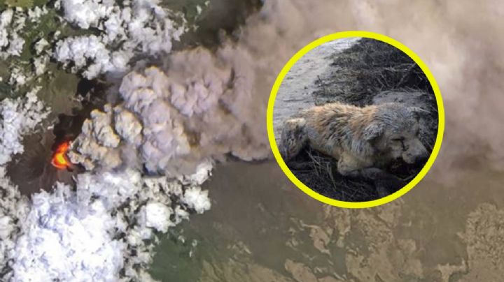 Popocatépetl: Los 6 tips para cuidar a tus perros y gatos de la ceniza volcánica