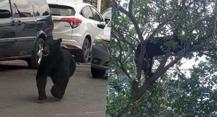 VIDEO: Captan a oso corriendo en Monterrey; logró llegar a zona urbana