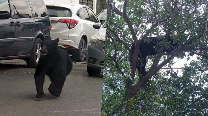 VIDEO: Captan a oso corriendo en Monterrey; logró llegar a zona urbana