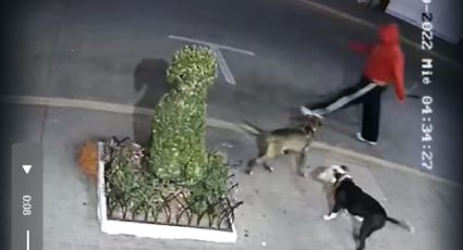 Hombre violento usa sus pitbulls para atacar callejeritos en el centro de Pachuca