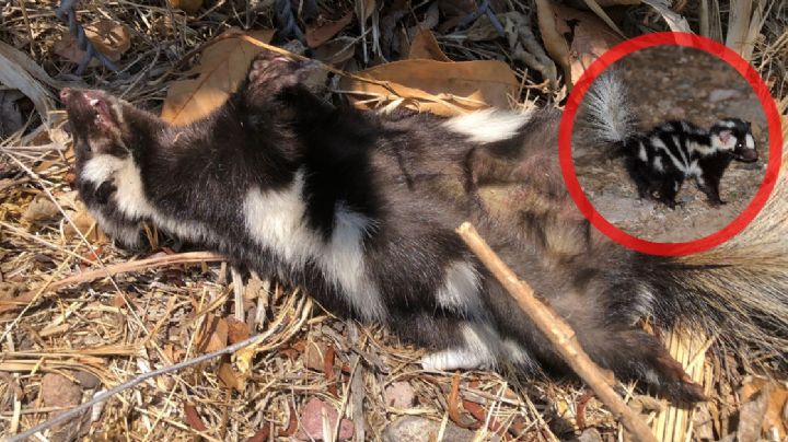 VIDEO | Atropellan a otro zorrillo en El Molino: un bulevar acabó con su ecosistema