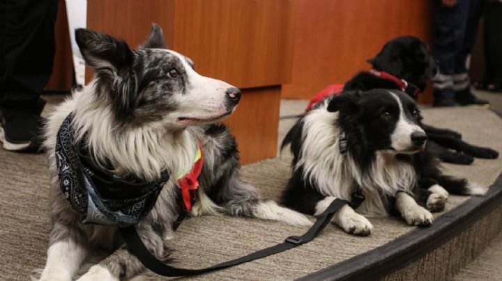 La protección animal: una lucha histórica