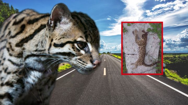 Encuentran muerto a tigrillo sobre carretera de Hidalgo, posiblemente atropellado