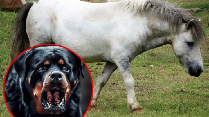 Perros rottweiler atacan a 7 ponys en Monterrey