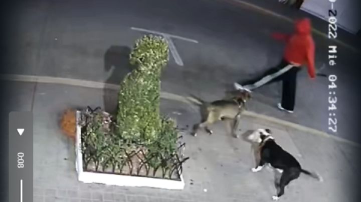 Hombre violento usa sus pitbulls para atacar callejeritos en el centro de Pachuca