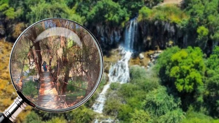 Como de cuento, conoce los hermosos árboles milenarios a una hora de Pachuca