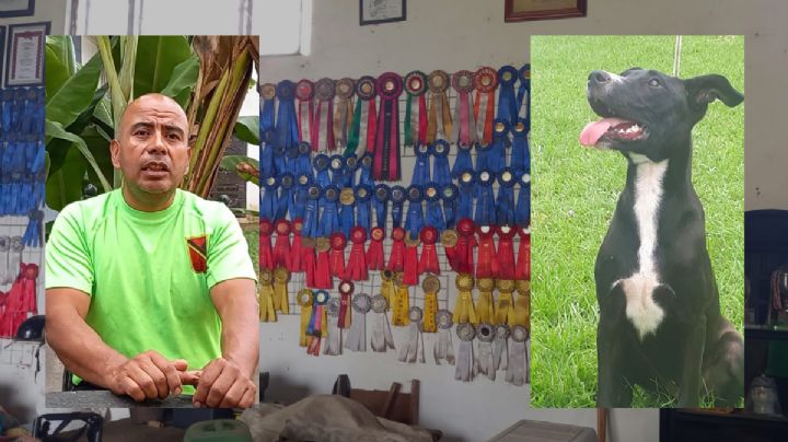 Jovita, perrita mestiza que ayuda a niños con autismo en Xalapa