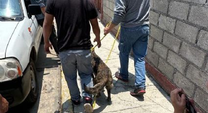 Luna, la perrita que vivió encadenada en Toluca, ahora tiene un nuevo destino