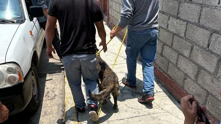 Luna, la perrita que vivió encadenada en Toluca, ahora tiene un nuevo destino