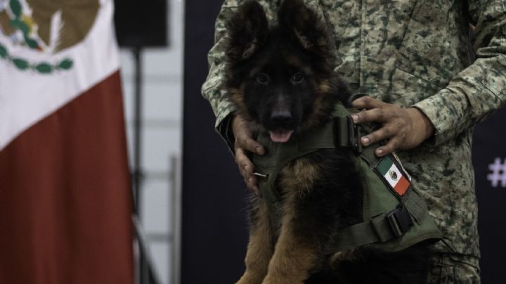 ¿Perrito del Ejército donado por Turquía ya tiene nombre? Esto sabemos