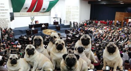 Diputado presenta iniciativa basada en el embargo de cuatro pugs y un chihuahua