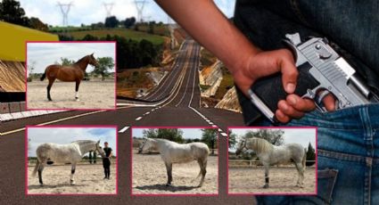 Nueva modalidad de robo en carreteras: secuestran caballos finos