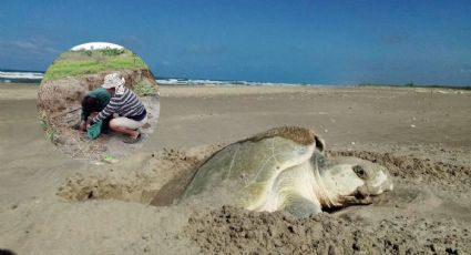 En Papantla, unen esfuerzos para proteger tortugas marinas