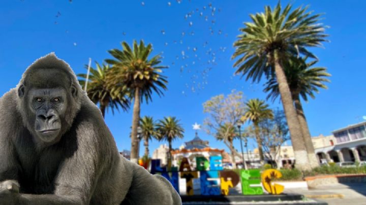 ¿De dónde escapó el gorila visto en Hidalgo? Esto es lo que saben las autoridades