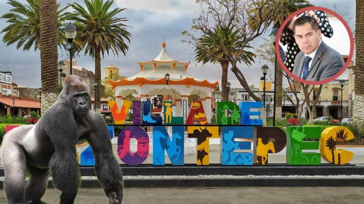 Con drones buscan a gorila de Hidalgo; “no sabemos si es real o fake”: SSPH