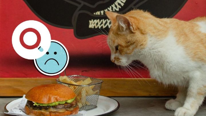 Buscan a Ginger, mascota de Doña Lucha Bar en Xalapa