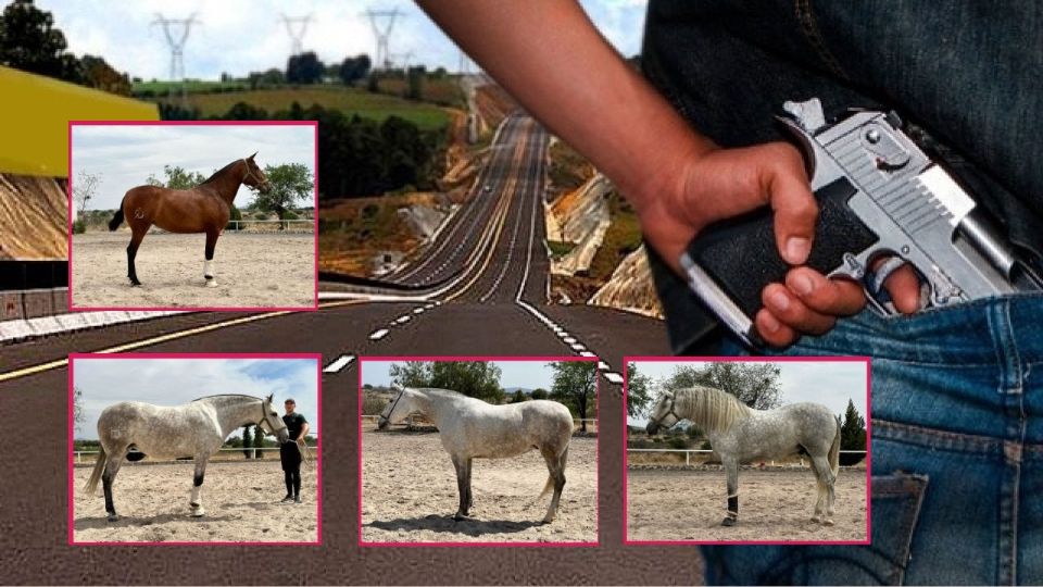 Cuatro caballos fueron robados en la carretera cerca de Celaya. Los delincuentes secuestraron al chofer y al caballerango.