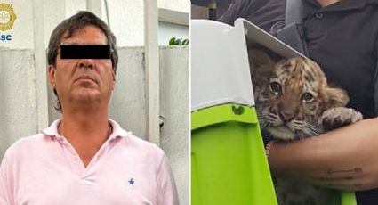 Detienen a hombre que transportaba cachorro de tigre en la GAM