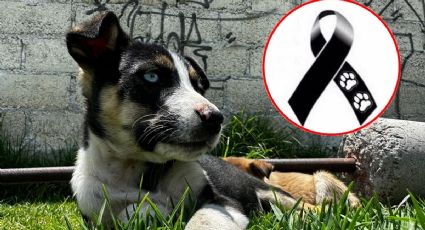 Envenenan a 15 perros en Edomex, vecinos piden justicia