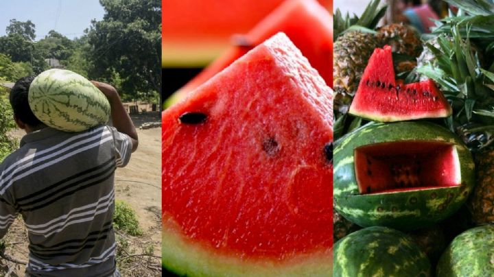 Veracruz es de los mejores productores de sandía en México ¿Qué municipios?