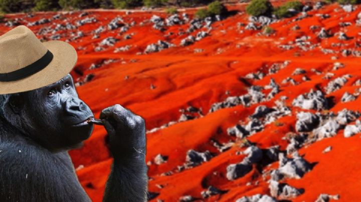 Conoce los 5 lugares turísticos que el gorila perdido podría visitar en Hidalgo
