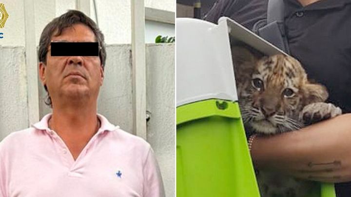 Detienen a hombre que transportaba cachorro de tigre en la GAM