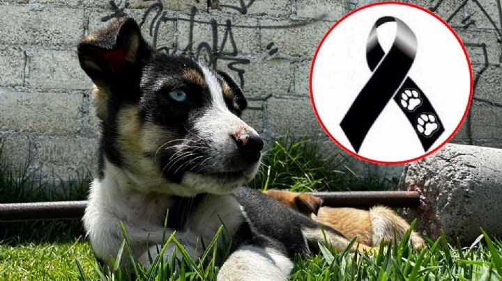 Envenenan a 15 perros en Edomex, vecinos piden justicia