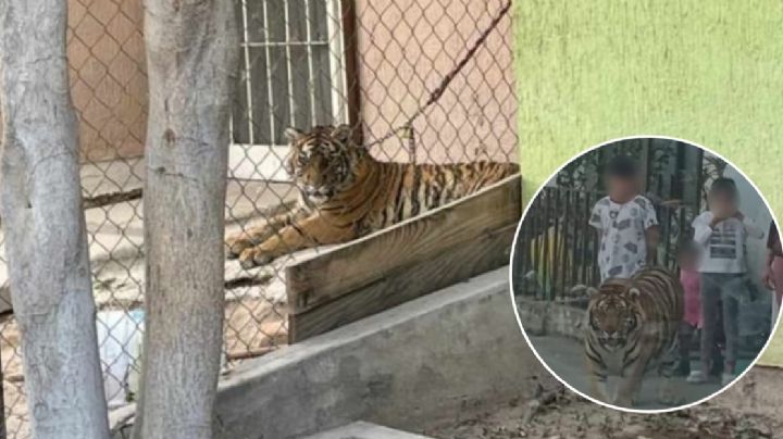 Captan a tigre de bengala en Villas de San Juan
