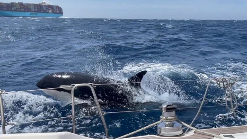 Los primeros ataques de orcas a embarcaciones iniciaron en mayo de 2020