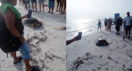 VIDEO: Tortuga es acosada por turistas en Isla Holbox; evitan que anide