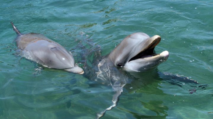 VIDEO: Graban a delfines frente a barcos de carga en Veracruz