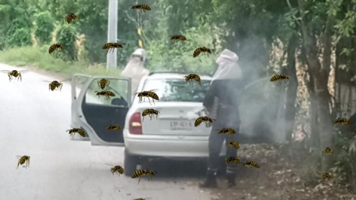 Abejas africanas al acecho en municipio de Hidalgo; ya atacaron