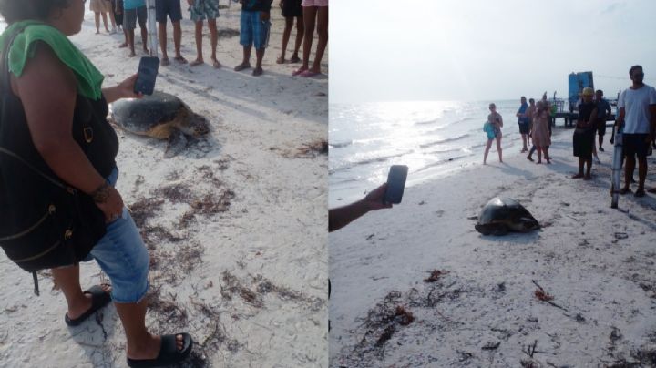 VIDEO: Tortuga es acosada por turistas en Isla Holbox; evitan que anide