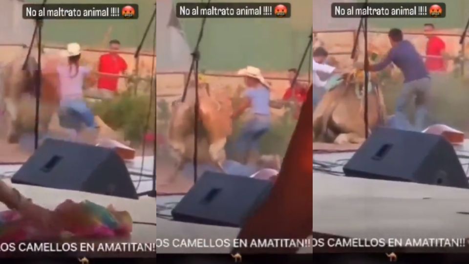 El camello se echo al piso, lo golpearon en la cara para que se levantara