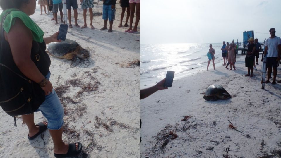 Turistas tomaron fotos y ahuyentaron a la tortuga
