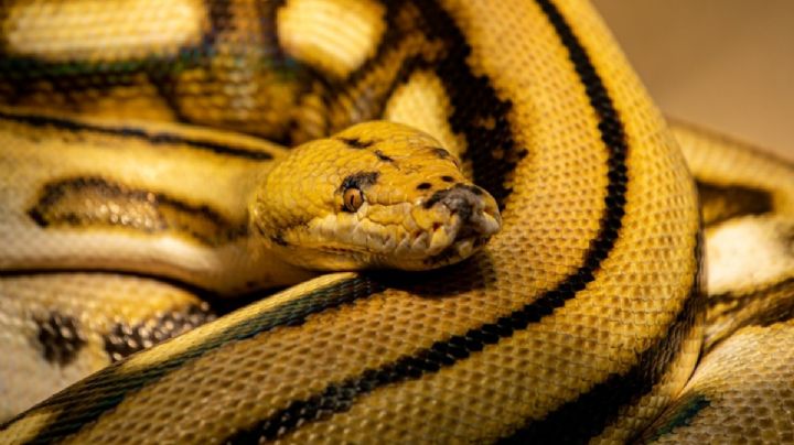 Capturan a una de las serpientes más grandes del mundo en Veracruz. Mira dónde está