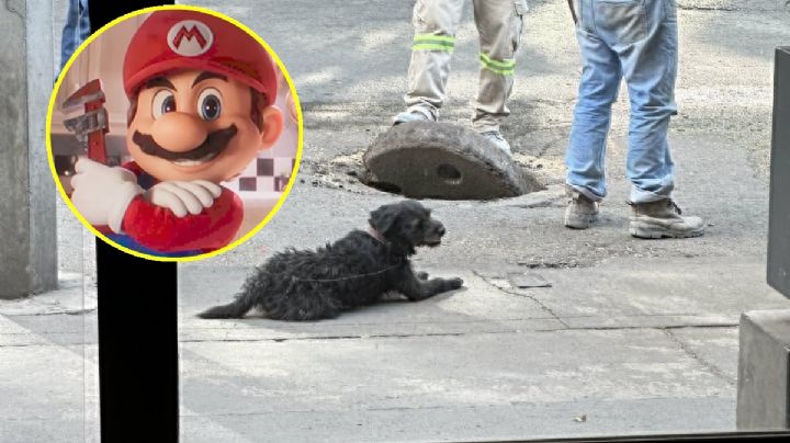Perritos fontaneros en la Miguel Hidalgo estilo Mario Bros